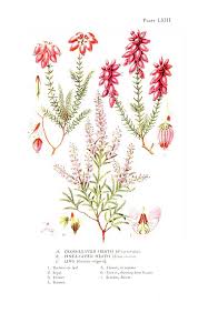 Attēlu rezultāti vaicājumam “Erica tetralix leaf”