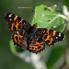 Attēlu rezultāti vaicājumam “Hamearis lucina underside”