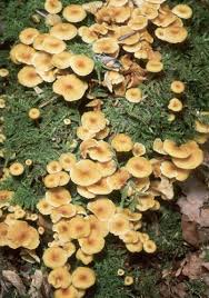 Attēlu rezultāti vaicājumam “Xeromphalina campanella”