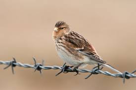 Image result for twite photo