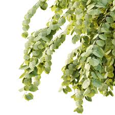 Attēlu rezultāti vaicājumam “Tilia platyphyllos subsp. platyphyllos”