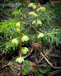 Attēlu rezultāti vaicājumam “Pyrola chlorantha leaf”
