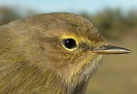 Attēlu rezultāti vaicājumam “Phylloscopus collybita adult”