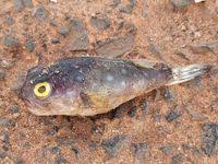 Image result for Chelon dumerili