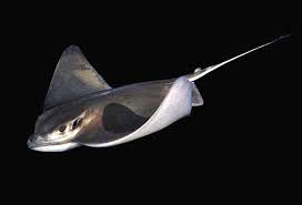 Image result for Myliobatis freminvillei