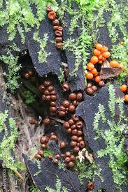 Attēlu rezultāti vaicājumam “Trichia decipiens”