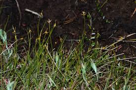 Attēlu rezultāti vaicājumam “Carex pauciflora”