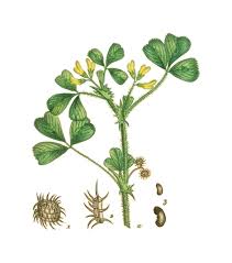 Attēlu rezultāti vaicājumam “Medicago”