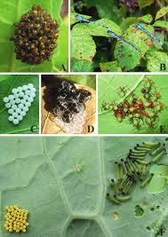 Attēlu rezultāti vaicājumam “Strongylosoma pallipes”