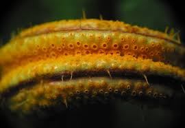 Attēlu rezultāti vaicājumam “Puccinia urticata”