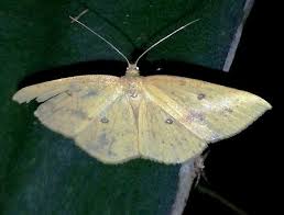 Attēlu rezultāti vaicājumam “Geometridae”