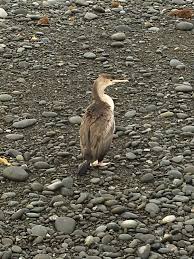 Attēlu rezultāti vaicājumam “Craterium minutum young”