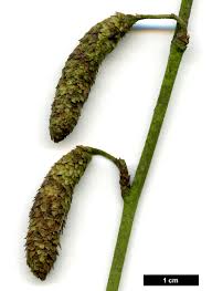 Attēlu rezultāti vaicājumam “Betula pubescens flower”