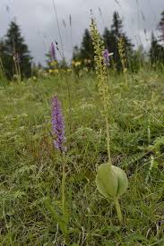 Attēlu rezultāti vaicājumam “Listera ovata flower”
