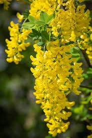 Attēlu rezultāti vaicājumam “Laburnum anagyroides”