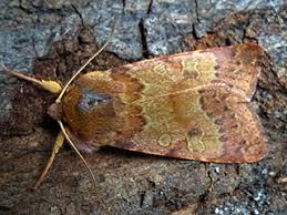 Attēlu rezultāti vaicājumam “Agrochola helvola”