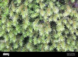 Attēlu rezultāti vaicājumam “Hedwigia ciliata”