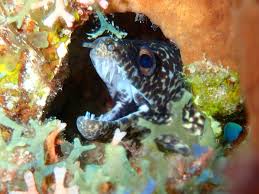 Image result for Gymnothorax moringa