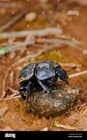 Attēlu rezultāti vaicājumam “Geotrupes stercorarius”