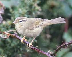 Image result for Phylloscopus schwarzi