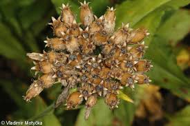 Attēlu rezultāti vaicājumam “Silene chalcedonica fruit”