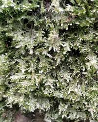 Attēlu rezultāti vaicājumam “Neckera complanata”