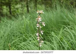 Attēlu rezultāti vaicājumam “Epipactis palustris”