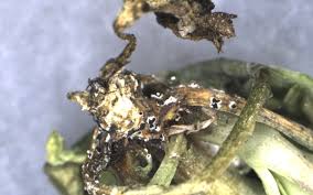 Attēlu rezultāti vaicājumam “Trichia botrytis var. cerifera macro”