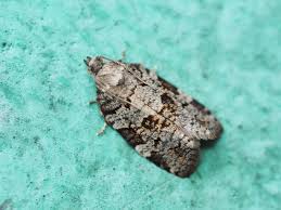 Attēlu rezultāti vaicājumam “Dichelia histrionana”