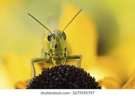 Attēlu rezultāti vaicājumam “Stethophyma grossum”