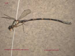 Attēlu rezultāti vaicājumam “Coenagrion armatum male”