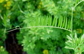 Attēlu rezultāti vaicājumam “Vicia cracca fruit”