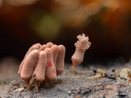 Attēlu rezultāti vaicājumam “Arcyria minuta macro”