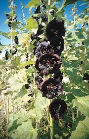 Image result for Alcea rosea nigra