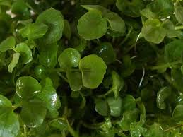 Image result for Brunnenkresse