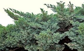 Attēlu rezultāti vaicājumam “Juniperus sabina”