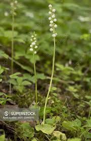 Attēlu rezultāti vaicājumam “Pyrola minor”