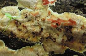 Attēlu rezultāti vaicājumam “Rigidoporus crocatus”