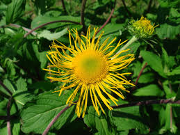 Attēlu rezultāti vaicājumam “Inula britannica”