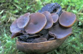 Attēlu rezultāti vaicājumam “Ciboria amentacea”