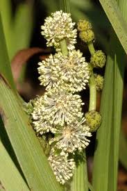 Attēlu rezultāti vaicājumam “Sparganiaceae”