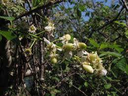 Attēlu rezultāti vaicājumam “Taphrina padi”