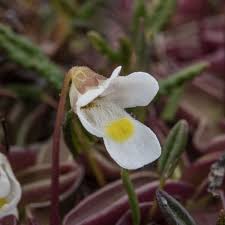 Attēlu rezultāti vaicājumam “Pinguicula alpina flower”