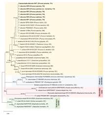 Attēlu rezultāti vaicājumam “Ochropsora ariae spores”