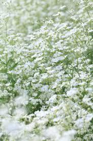 Attēlu rezultāti vaicājumam “Gypsophila paniculata leaf”
