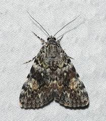 Attēlu rezultāti vaicājumam “Eulithis sp.”