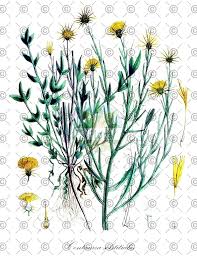 Attēlu rezultāti vaicājumam “Centaurea scabiosa fruit”