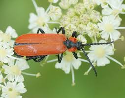 Attēlu rezultāti vaicājumam “Lygistopterus sanguineus”
