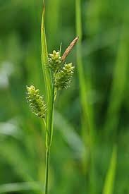 Attēlu rezultāti vaicājumam “Carex viridula fruit”