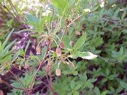 Attēlu rezultāti vaicājumam “Menziesia ferruginea flower”